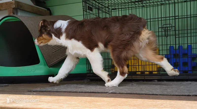ROCKY – Australian Shepherd puppy for sale in Elk, WA