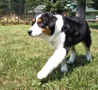 FAITH, a female Australian Shepherd for sale in Elk, WA – 5 of 7