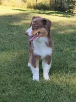 Shane, a male Australian Shepherd for sale in Elk, WA – 2 of 10