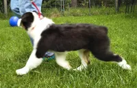 FAITH, a female Australian Shepherd for sale in Elk, WA – 6 of 10