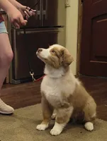 RANGER, a male Australian Shepherd for sale in Elk, WA – 2 of 9