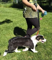 FAITH, a female Australian Shepherd for sale in Elk, WA – 5 of 10