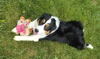 FAITH, a female Australian Shepherd for sale in Priest River, ID – 8 of 9