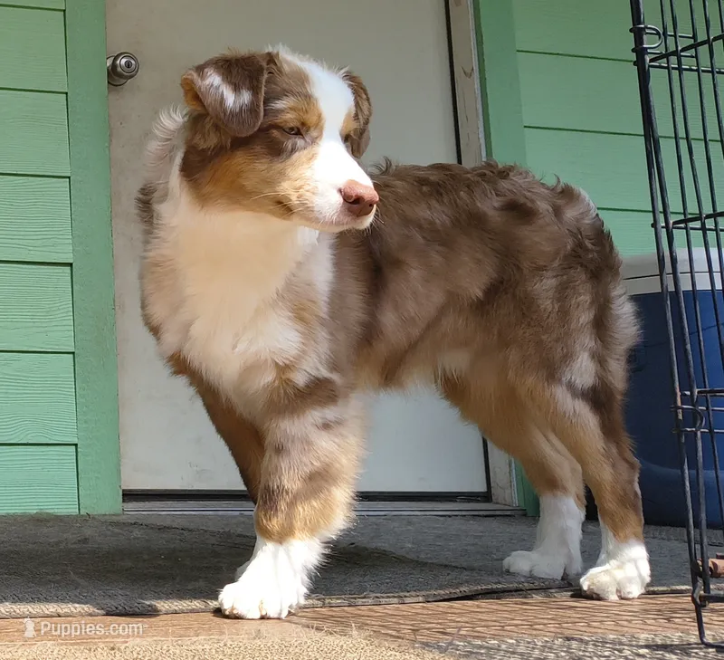 RANGER – Australian Shepherd puppy for sale in Elk, WA