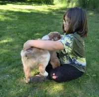 RANGER, a male Australian Shepherd for sale in Elk, WA – 4 of 9