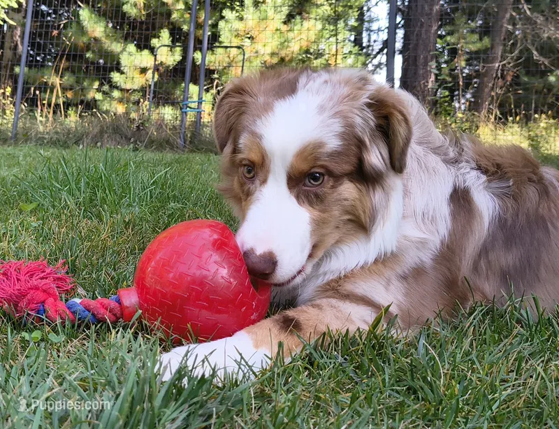 RANGER – Australian Shepherd puppy for sale in Priest River, ID