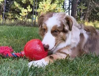RANGER, a male Australian Shepherd for sale in Priest River, ID – 1 of 10