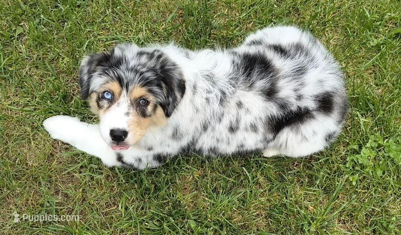 BELLE – Australian Shepherd puppy for sale in Elk, WA