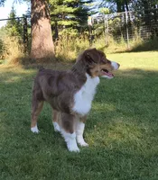 Shane, a male Australian Shepherd for sale in Elk, WA – 3 of 10