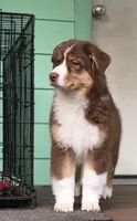 Shane, a male Australian Shepherd for sale in Elk, WA – 3 of 9