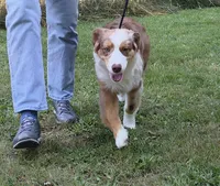 RANGER, a male Australian Shepherd for sale in Elk, WA – 4 of 10