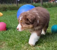 Shane, a male Australian Shepherd for sale in Elk, WA – 7 of 7