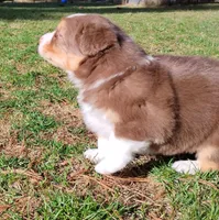 Shane, a male Australian Shepherd for sale in Elk, WA – Photo 5 of 5
