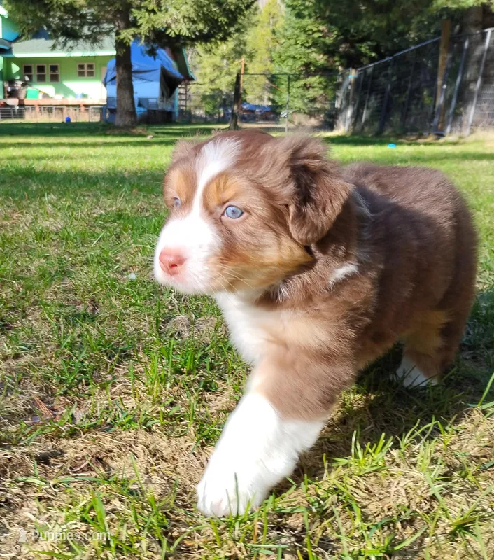 Shane – Australian Shepherd puppy for sale in Elk, WA