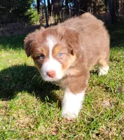 Shane, a male Australian Shepherd for sale in Elk, WA – 3 of 7