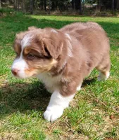 Shane, a male Australian Shepherd for sale in Elk, WA – 4 of 7