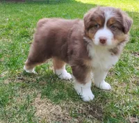 Shane, a male Australian Shepherd for sale in Elk, WA – 5 of 7