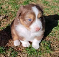 Shane, a male Australian Shepherd for sale in Elk, WA – Photo 4 of 5