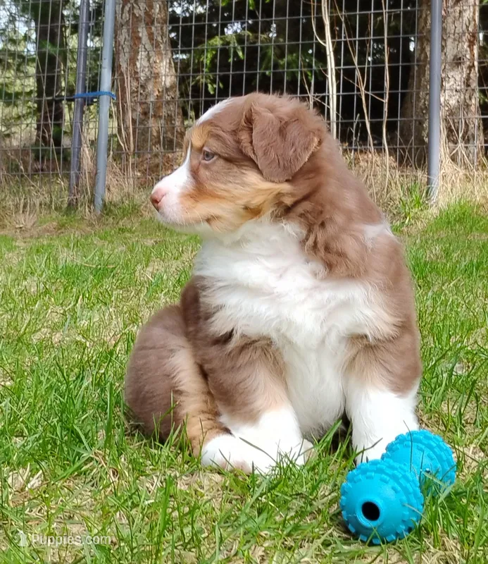 Shane – Australian Shepherd puppy for sale in Elk, WA