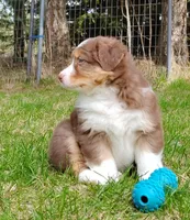 Shane, a male Australian Shepherd for sale in Elk, WA – 1 of 7