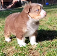 Shane, a male Australian Shepherd for sale in Elk, WA – Photo 3 of 5