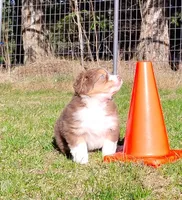 Shane, a male Australian Shepherd for sale in Elk, WA – Photo 2 of 5