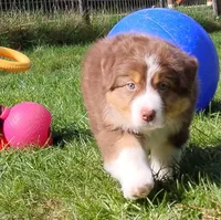 Shane, a male Australian Shepherd for sale in Elk, WA – 6 of 7