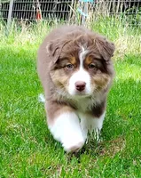 Shane, a male Australian Shepherd for sale in Elk, WA – 2 of 7