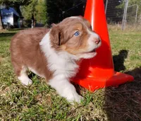 ROCKY, a male Australian Shepherd for sale in Elk, WA – Photo 3 of 5