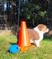 ROCKY, a male Australian Shepherd for sale in Elk, WA – Photo 4 of 5
