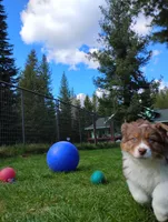 ROCKY, a male Australian Shepherd for sale in Elk, WA – 4 of 7