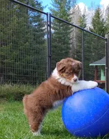 ROCKY, a male Australian Shepherd for sale in Elk, WA – 7 of 7