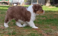ROCKY, a male Australian Shepherd for sale in Elk, WA – 5 of 7