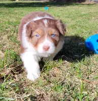 ROCKY, a male Australian Shepherd for sale in Elk, WA – Photo 2 of 5