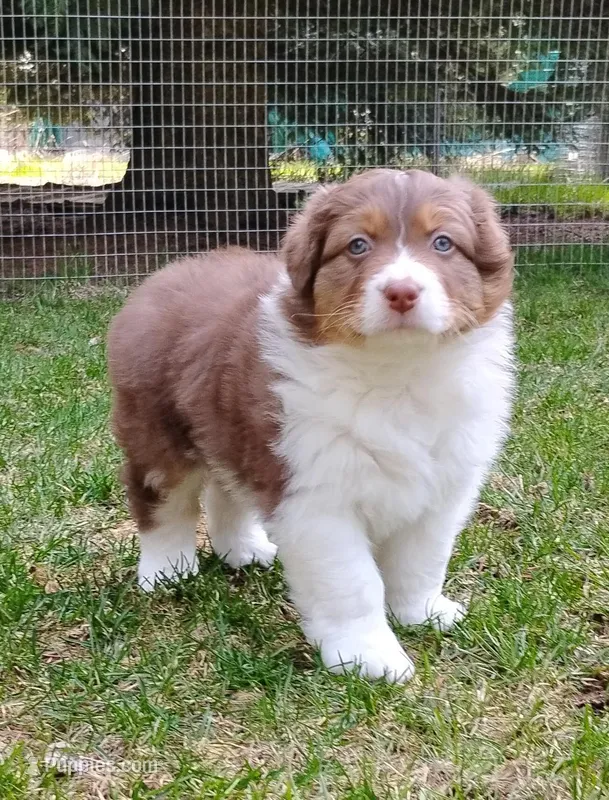 ROCKY – Australian Shepherd puppy for sale in Elk, WA