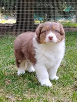 ROCKY, a male Australian Shepherd for sale in Elk, WA – 2 of 7