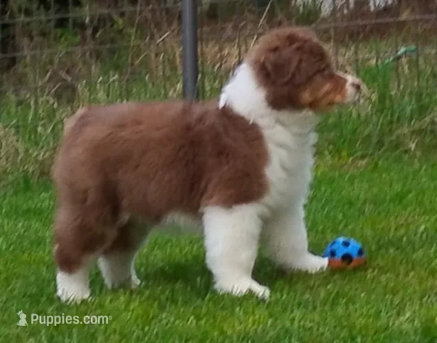 ROCKY – Australian Shepherd puppy for sale in Elk, WA