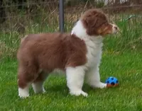 ROCKY, a male Australian Shepherd for sale in Elk, WA – 1 of 7