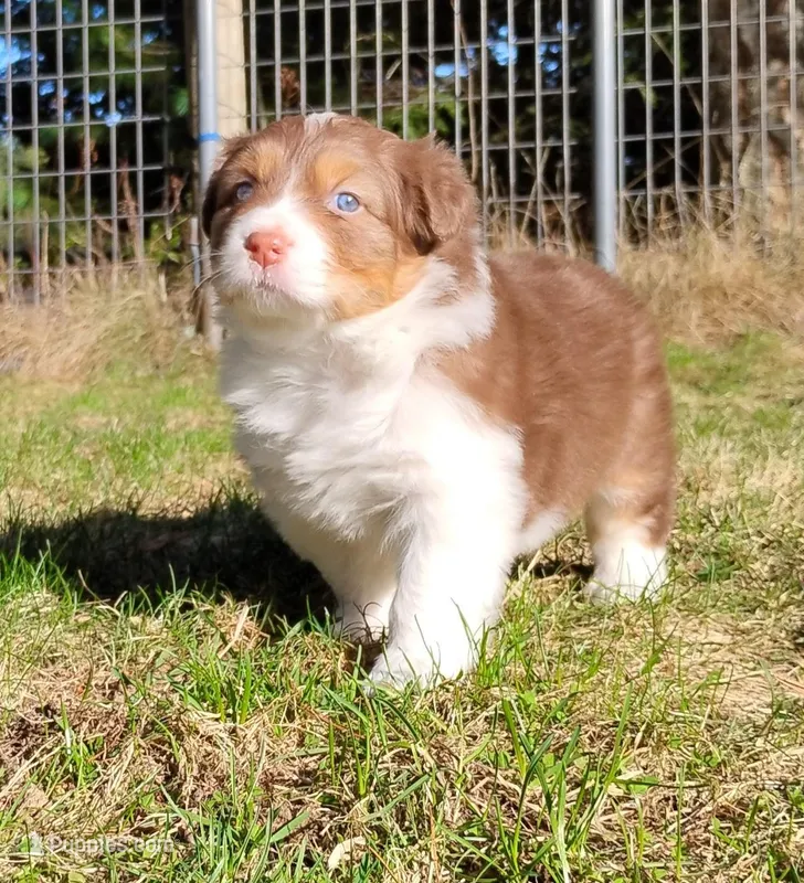 ROCKY – Australian Shepherd puppy for sale in Elk, WA