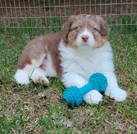 ROCKY, a male Australian Shepherd for sale in Elk, WA – 3 of 7