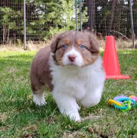 ROCKY, a male Australian Shepherd for sale in Elk, WA – 6 of 7