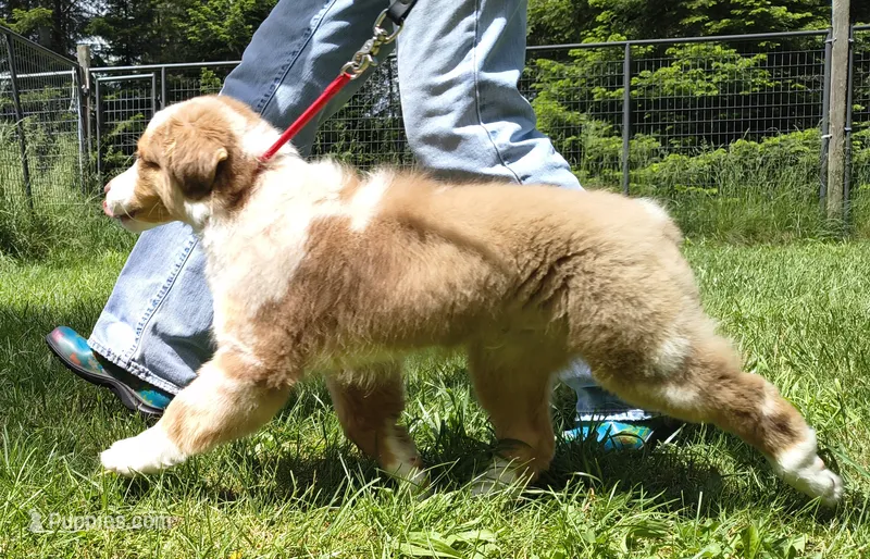 RANGER – Australian Shepherd puppy for sale in Elk, WA