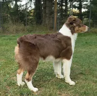 ROCKY, a male Australian Shepherd for sale in Priest River, ID – 6 of 10