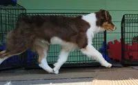 ROCKY, a male Australian Shepherd for sale in Priest River, ID – 7 of 10