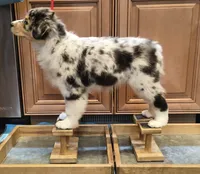 BELLE, a female Australian Shepherd for sale in Elk, WA – 2 of 10