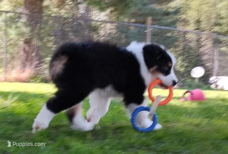 FAITH – Australian Shepherd puppy for sale in Elk, WA