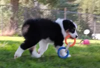 FAITH, a female Australian Shepherd for sale in Elk, WA – 1 of 8