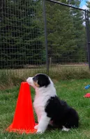 FAITH, a female Australian Shepherd for sale in Elk, WA – 4 of 8