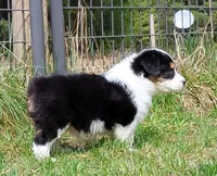 FAITH, a female Australian Shepherd for sale in Elk, WA – Photo 8 of 9