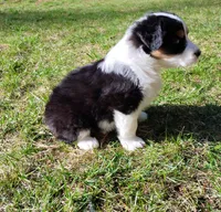 FAITH, a female Australian Shepherd for sale in Elk, WA – Photo 7 of 9